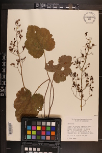 Heuchera americana image