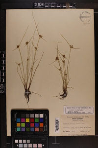 Cyperus neotropicalis image