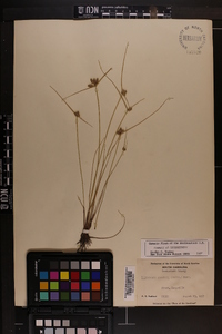 Cyperus neotropicalis image