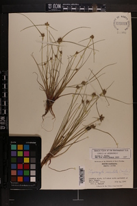 Cyperus neotropicalis image