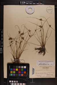 Cyperus neotropicalis image