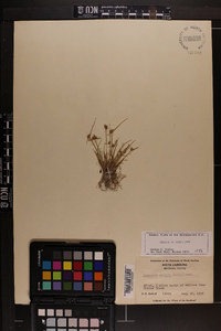 Cyperus neotropicalis image