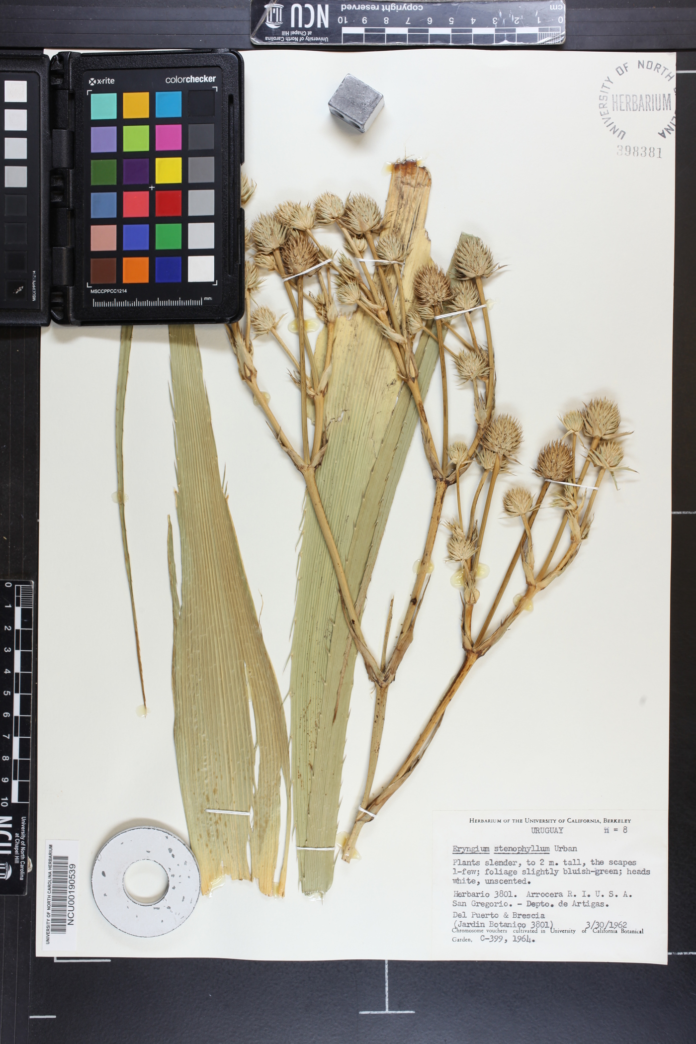 Eryngium stenophyllum image
