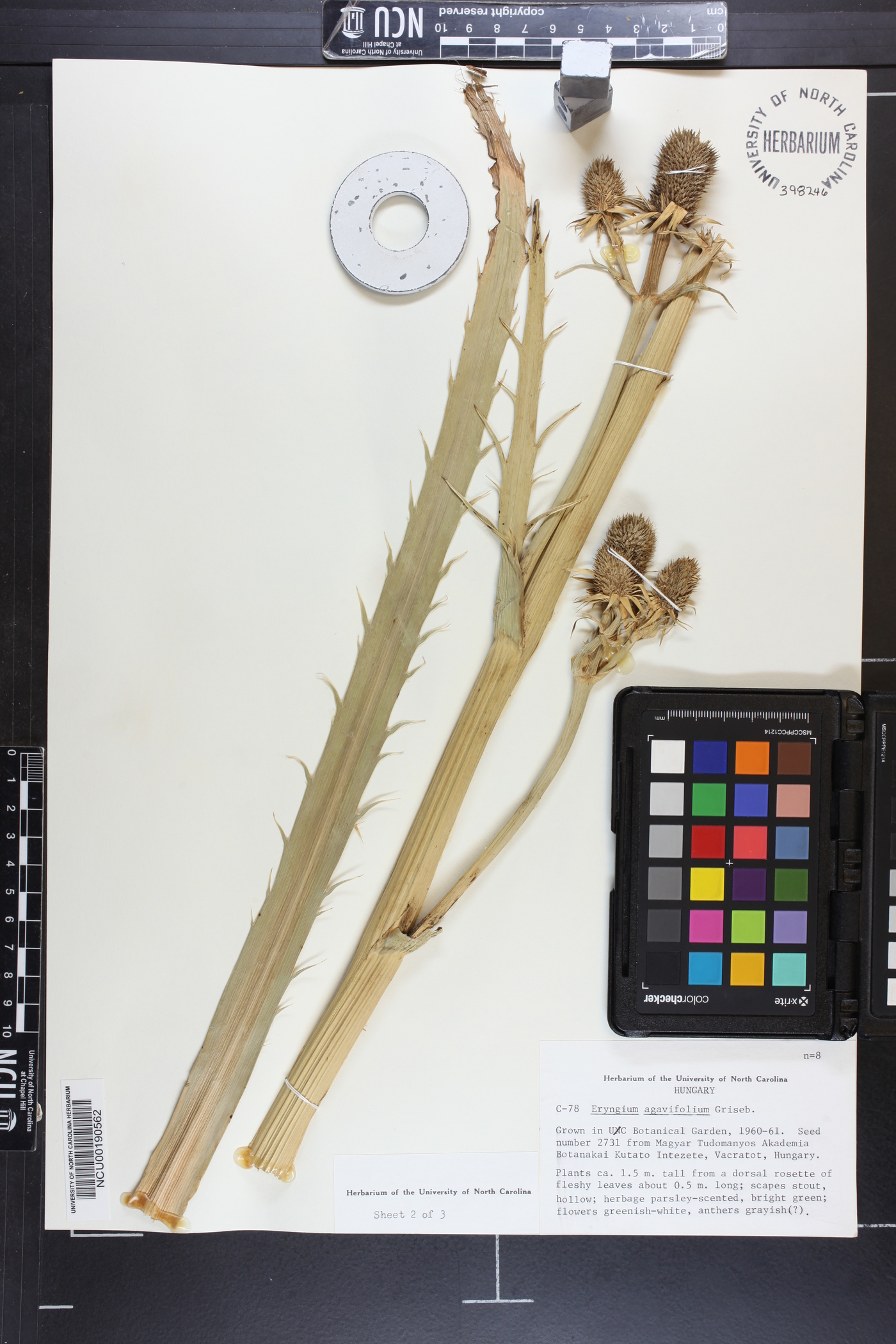 Eryngium agavifolium image