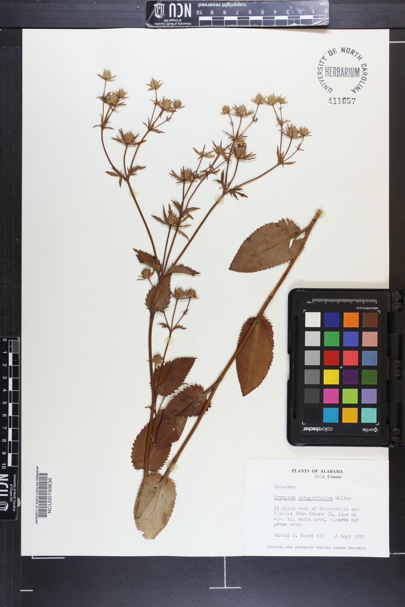 Eryngium integrifolium image