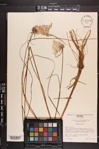 Eriophorum virginicum image