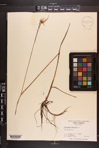 Eriophorum virginicum image