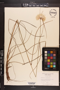 Eriophorum virginicum image