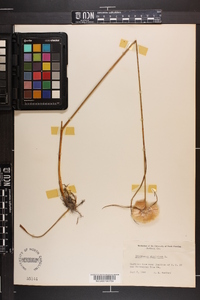 Eriophorum virginicum image