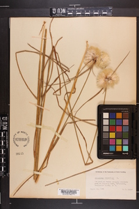 Eriophorum virginicum image