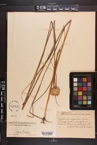 Eriophorum virginicum image