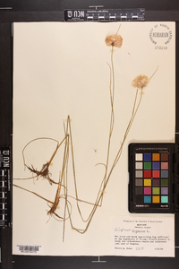 Eriophorum virginicum image