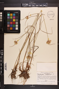 Eriophorum virginicum image