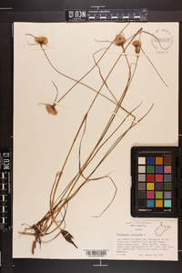 Eriophorum virginicum image