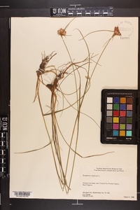 Eriophorum virginicum image