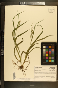 Carex scabrata image