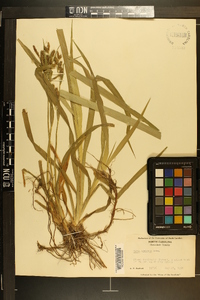 Carex scabrata image