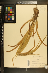 Carex scabrata image