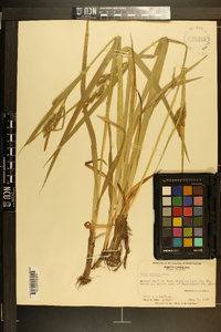 Carex scabrata image