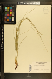 Carex rosea var. radiata image