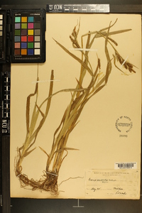 Carex scabrata image