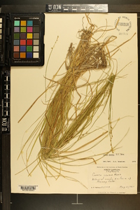 Carex seorsa image