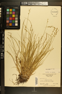 Carex seorsa image