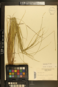 Carex seorsa image