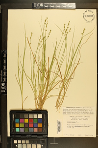 Carex seorsa image