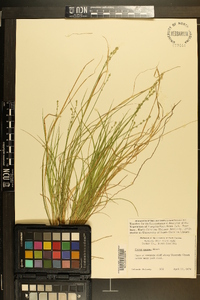 Carex seorsa image