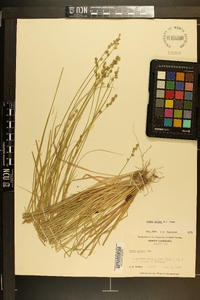 Carex seorsa image