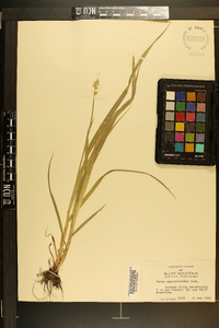 Carex sparganioides image