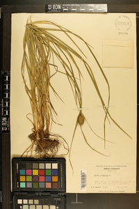 Carex squarrosa image