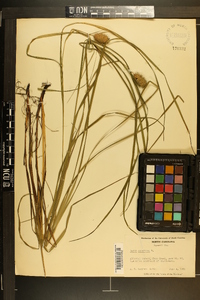 Carex squarrosa image