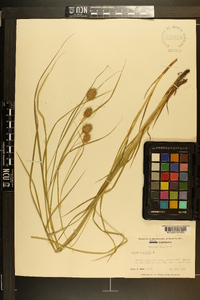 Carex squarrosa image