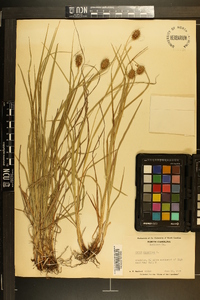 Carex squarrosa image