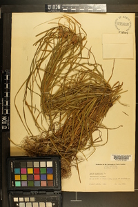 Carex squarrosa image