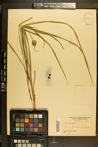 Carex squarrosa image