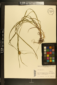 Carex squarrosa image