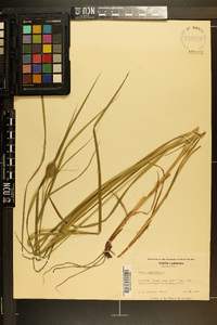 Carex squarrosa image