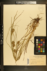 Carex squarrosa image