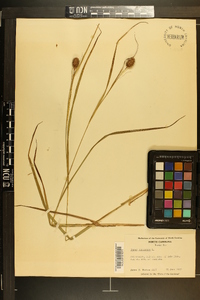 Carex squarrosa image