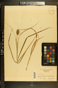 Carex squarrosa image