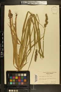 Carex stipata var. maxima image