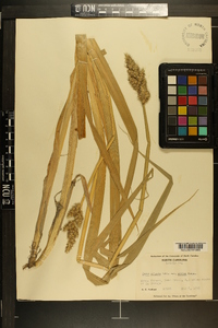 Carex stipata var. maxima image