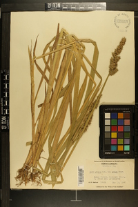 Carex stipata var. maxima image