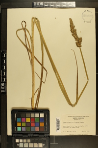 Carex stipata var. maxima image