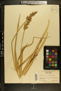 Carex stipata var. maxima image