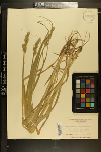 Carex stipata var. maxima image