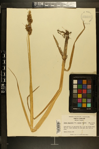 Carex stipata var. maxima image